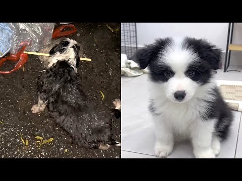 Видео: Брошенный щенок беспомощно ползает, поднятый теплыми руками