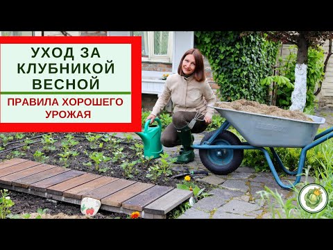 Видео: УХОД ЗА КЛУБНИКОЙ ВЕСНОЙ - что нужно сделать для хорошего урожая