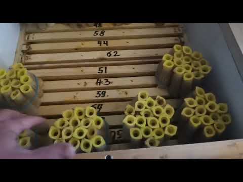 Видео: Работа инкубаторов. Матки в наличии.