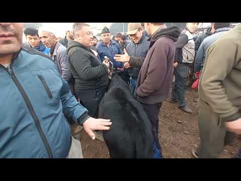 Видео: Шанбе Бозори Гулакандоз нарху навои букачахои нигохбори ва фарбех дар молбозор тамошо кунед