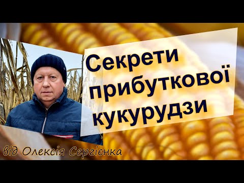 Видео: Кукурудза. Секрети прибуткових врожаїв.