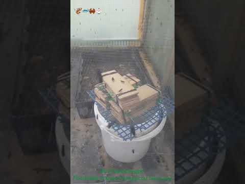 Видео: секреты чёрной львинки.