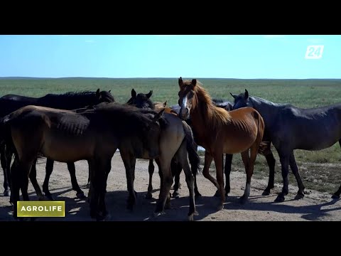 Видео: Жылқы етін өндірудің бүгіні мен ертеңі | Agrolife