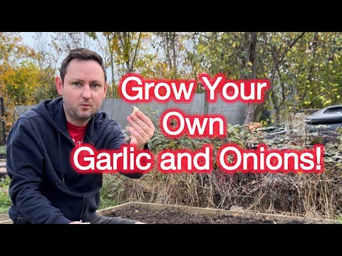 Видео: Эпизод 43 🌱 Посадка чеснока и лука для урожая следующего года