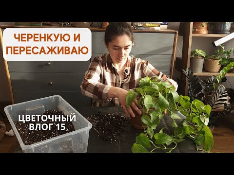Видео: Черенкование  ОГРОМНОГО ЭПИПРЕМНУМА / Цветочная рутина: ПОЛИВ и пересадка