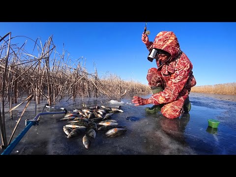 Видео: МЕШОК с ОДНОЙ ЛУНКИ, ОКУНЬ ОЗВЕРЕЛ! Первая зимняя рыбалка на жерлицы. Первый лёд.