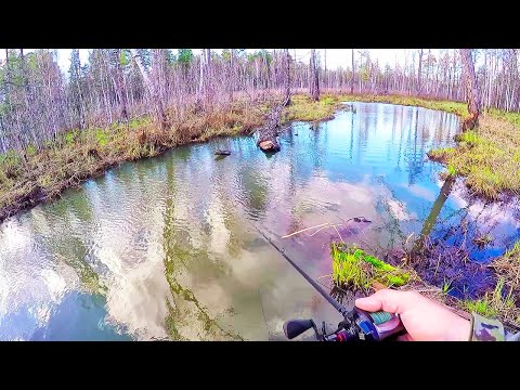 Видео: Магия лесной речки! Щука на воблеры весной! Весенняя рыбалка на лесной речке