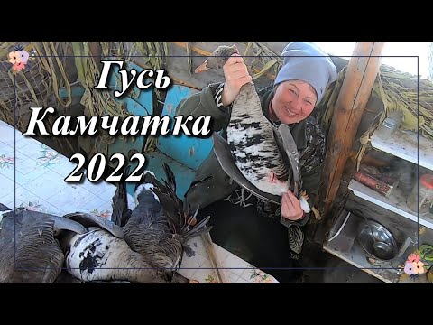 Видео: Охота на гуся. Камчатка 2022 весна. часть 1