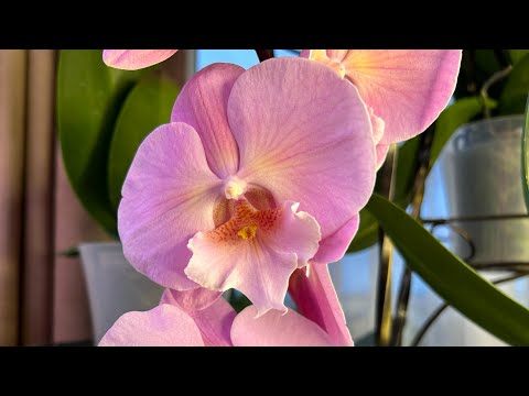 Видео: Ответы на вопросы зрителей ( Орхидеи малыши уход,полив ,содержание)