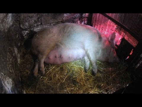 Видео: Гнойный метрит у свиноматки.