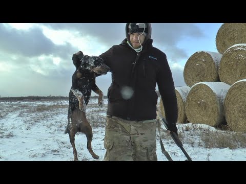 Видео: ПЕРВЫЕ ТРОФЕИ 2025!!! ЛИСЫ ЗАЙЦЫ ОХОТА