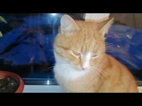 Видео: деревня,