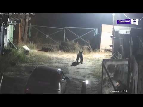 Видео: Что произошло 08.08.25 В Сургутском районе медведь пришел в гаражный кооператив