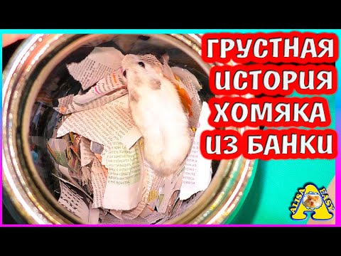 Видео: ХОМЯКА  хотели выбросить на ПОМОЙКУ хозяева / ИСТОРИЯ СПАСЕНИЯ / Алиса Изи Петс / Alisa Easy Pets