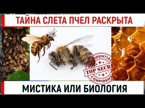 Видео: Тайна слета пчел раскрыта! Мистика или биология?