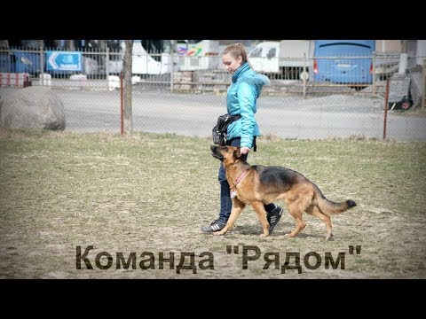 Видео: Дрессировка собаки: Команда Рядом