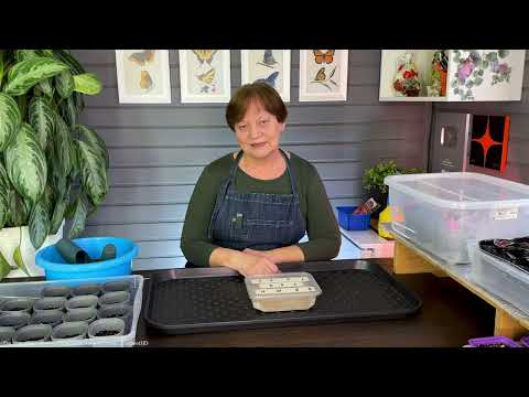 Видео: Сладкий перец, сроки посева на рассаду.