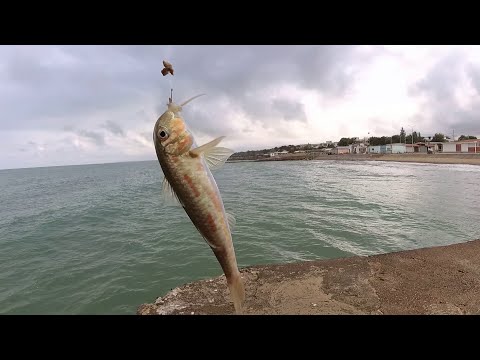 Видео: Морская рыбалка. Первая барабуля.