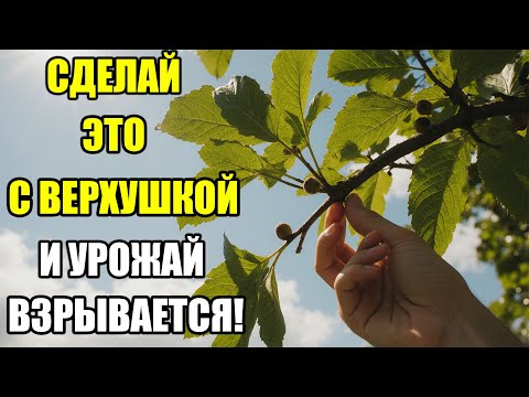 Видео: ЗАЧЕМ ПРИЩИПЫВАТЬ ВЕРХУШКУ ДЕРЕВА — 3 ПРИЧИНЫ, КОТОРЫЕ МЕНЯЮТ УРОЖАЙ!