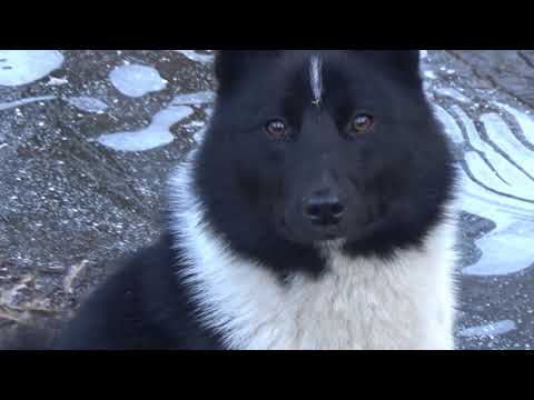 Видео: Опять лоси