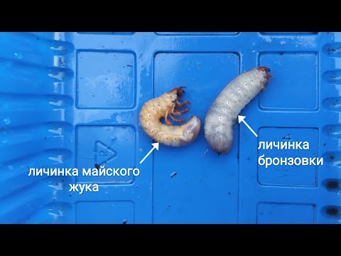 Видео: Как отличить личинку майского жука от личинки бронзовки?