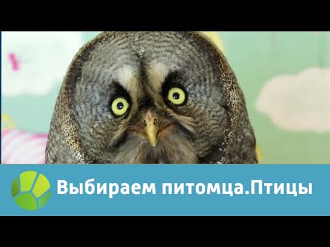 Видео: Выбираем питомца с Алексеем Ягудиным. Птицы