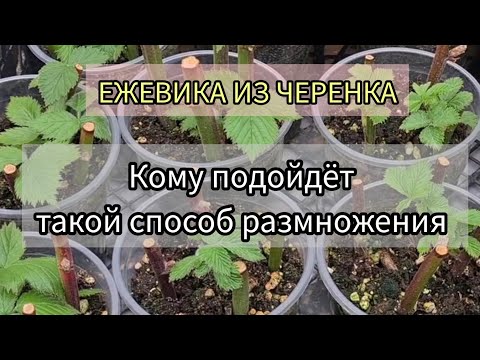 Видео: Размножение ежевики черенком. Кому подойдёт этот способ