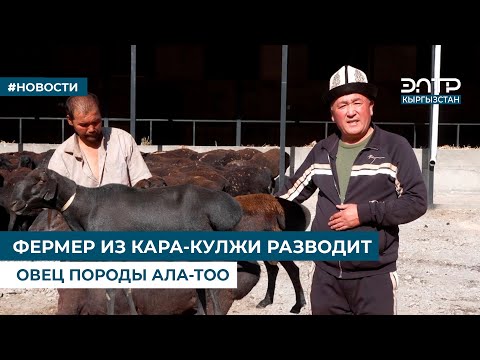 Видео: ФЕРМЕР ИЗ КАРА-КУЛЖИ РАЗВОДИТ ОВЕЦ ПОРОДЫ АЛА-ТОО