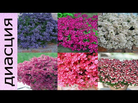 Видео: Диасция, весенняя посадка в кашпо