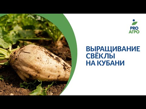 Видео: Технологии возделывания свёклы в условиях Кубани