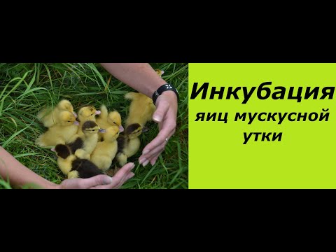 Видео: Инкубация яиц мускусной утки, индоутки .Мой опыт. Incubation of eggs of musky duck, indo-duck.
