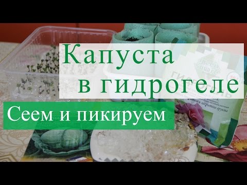 Видео: Сеем капусту в гидрогель. Далее пикируем.