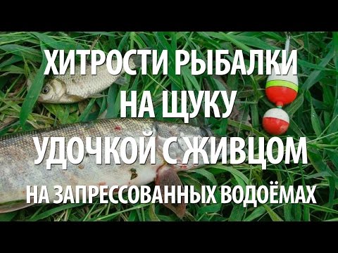 Видео: КАК ЛОВИТЬ ЩУКУ на ЖИВЦА с БЕРЕГА на ПОПЛАВОЧНУЮ УДОЧКУ на ЗАПРЕССОВАННЫХ ВОДОЕМАХ