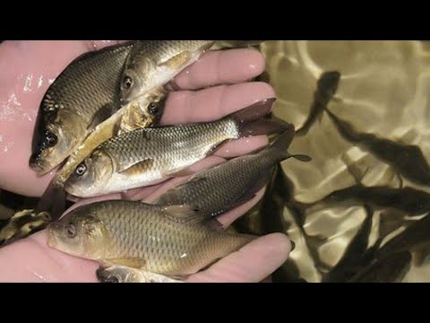 Видео: Балик личинка балик чавак бор