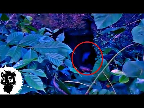 Видео: 7 ЛЕСНЫХ МОНСТРОВ СНЯТЫХ НА КАМЕРУ [Черный кот]