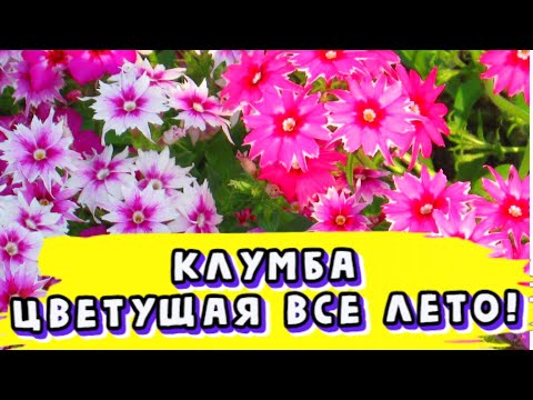 Видео: КЛУМБА ЦВЕТУЩАЯ все ЛЕТО! Посадите эти растения, они будут цвести с весны до осени