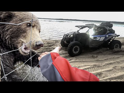 Видео: КАРЕЛИЯ на квадроциклах и багги. Кормим МЕДВЕДЕЙ С РУК . Часть 2.