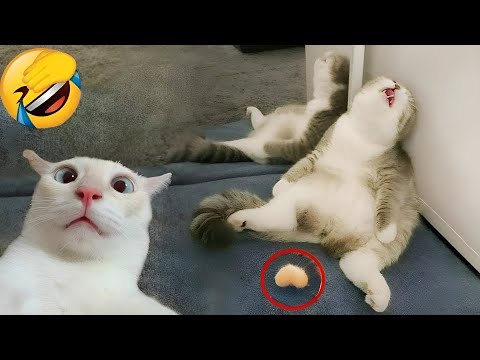 Видео: Смейтесь до слез с этими забавными животными! 😆