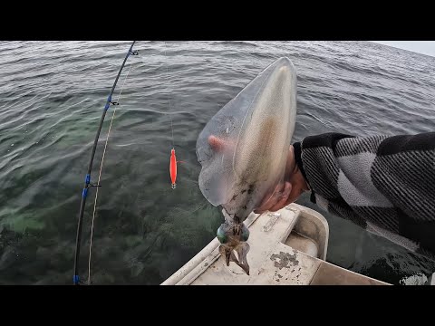 Видео: Ловля кальмаров в Порт-Хьюзе, Южная Австралия