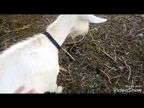 Видео: Ранее покрытие коз!