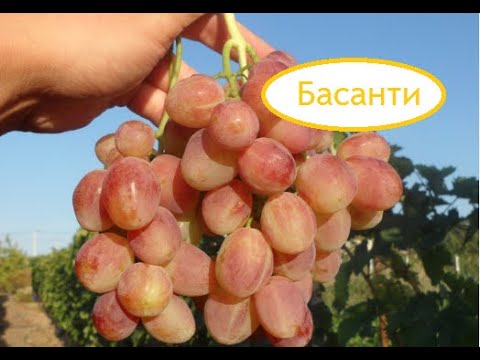 Видео: Новинки на прививках 2020 (часть 2)