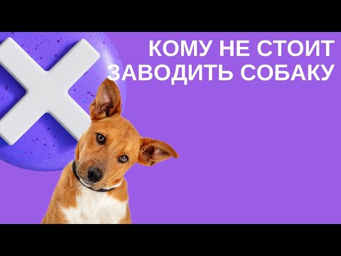 Видео: Кому не стоит заводить собаку