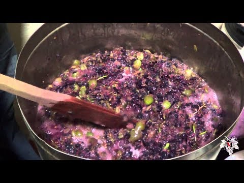 Видео: Приготовление ЧАЧИ. Виноградный БРЕНДИ (Царский Самогон). Часть 1