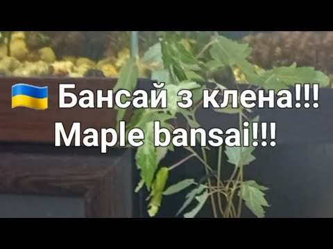 Видео: 🇺🇦 Бансай з клена!!! Maple bansai!!!