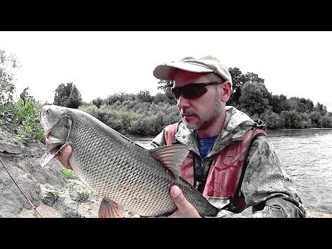 Видео: ZipBaits Rigge Slim 60 SS. ЗА ЖЕРЕХОМ !