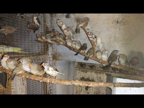 Видео: Разведение зебровых амадин зимой. Обогрев.