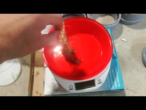 Видео: Взвешаем 4х месячных прудовых креветок розенберга