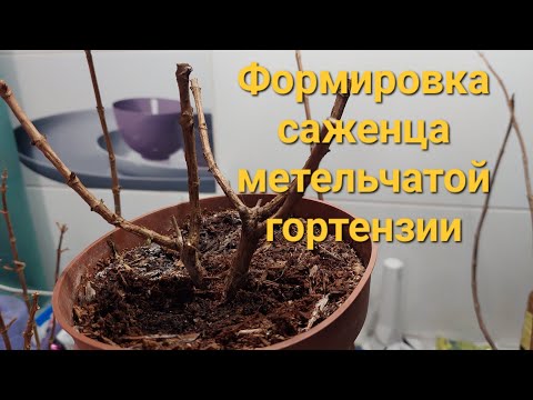 Видео: Сколько раз можно прищипнуть саженец?🤷‍♀️Что вырастет в итоге?🤔