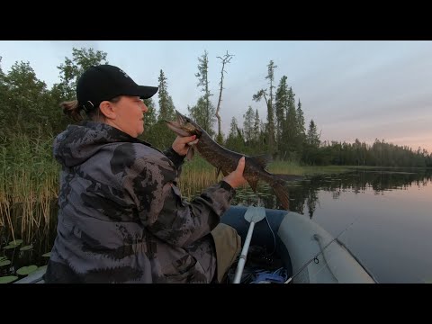 Видео: МЕДВЕДЬ В ИЗБЕ, РЫБАЛКА НА ТАЁЖНЫХ ОЗЁРАХ ПОПАЛИ НА.РАЗДАЧУ.