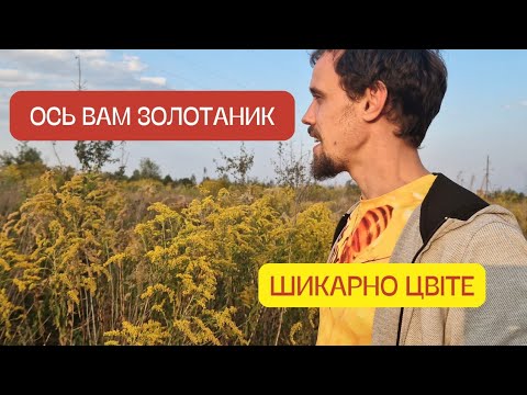 Видео: ЗОЛОТАРНИК! Ще не знаєте про цей медонос? Слухайте! Цього року 2 рази качав мед золотарника!